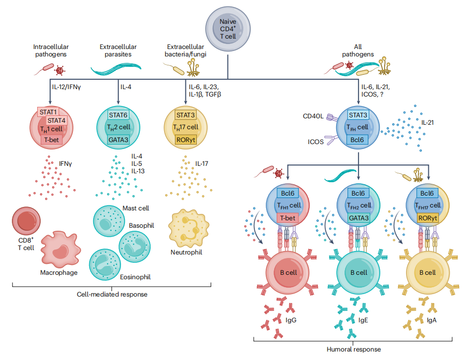 Cytotoxic T-cell surface key molecule CD4