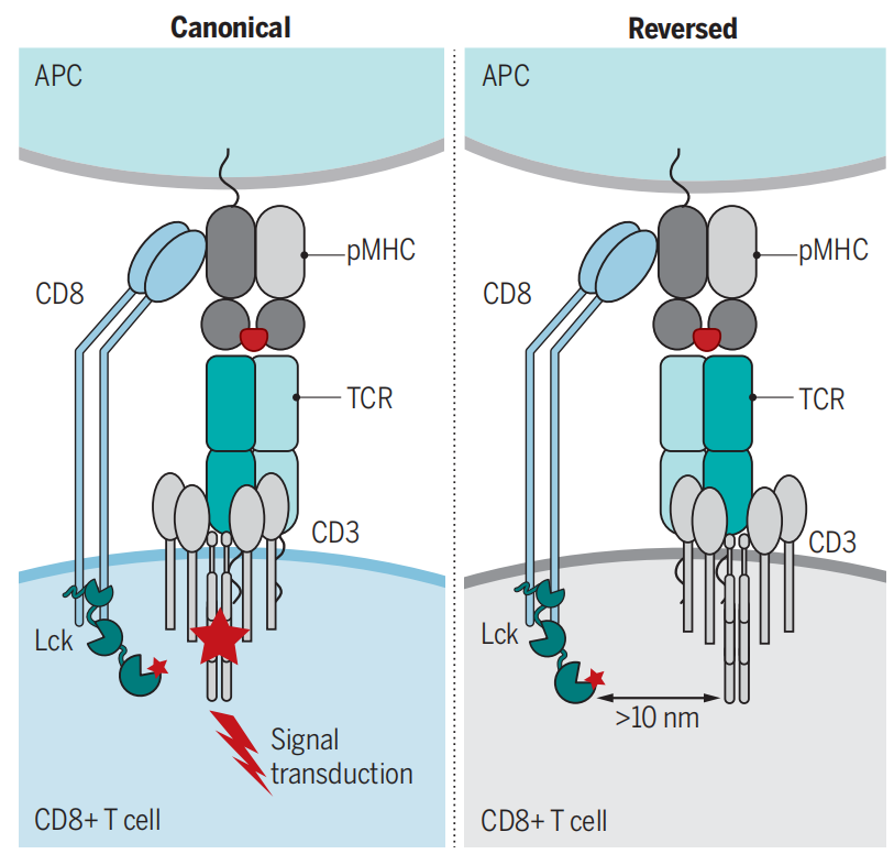 Cytotoxic T-cell surface key molecule CD8