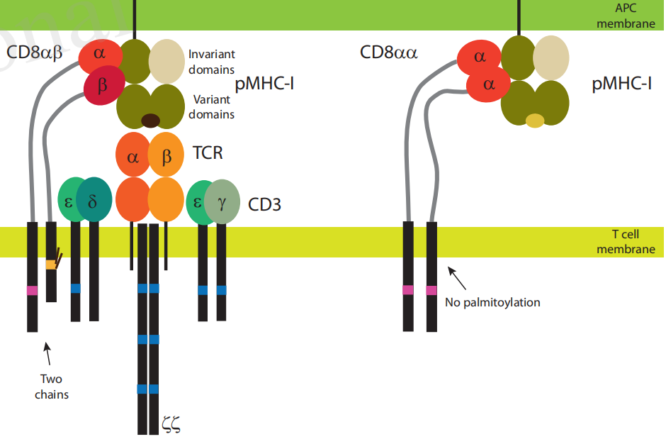 Cytotoxic T-cell surface key molecule CD8