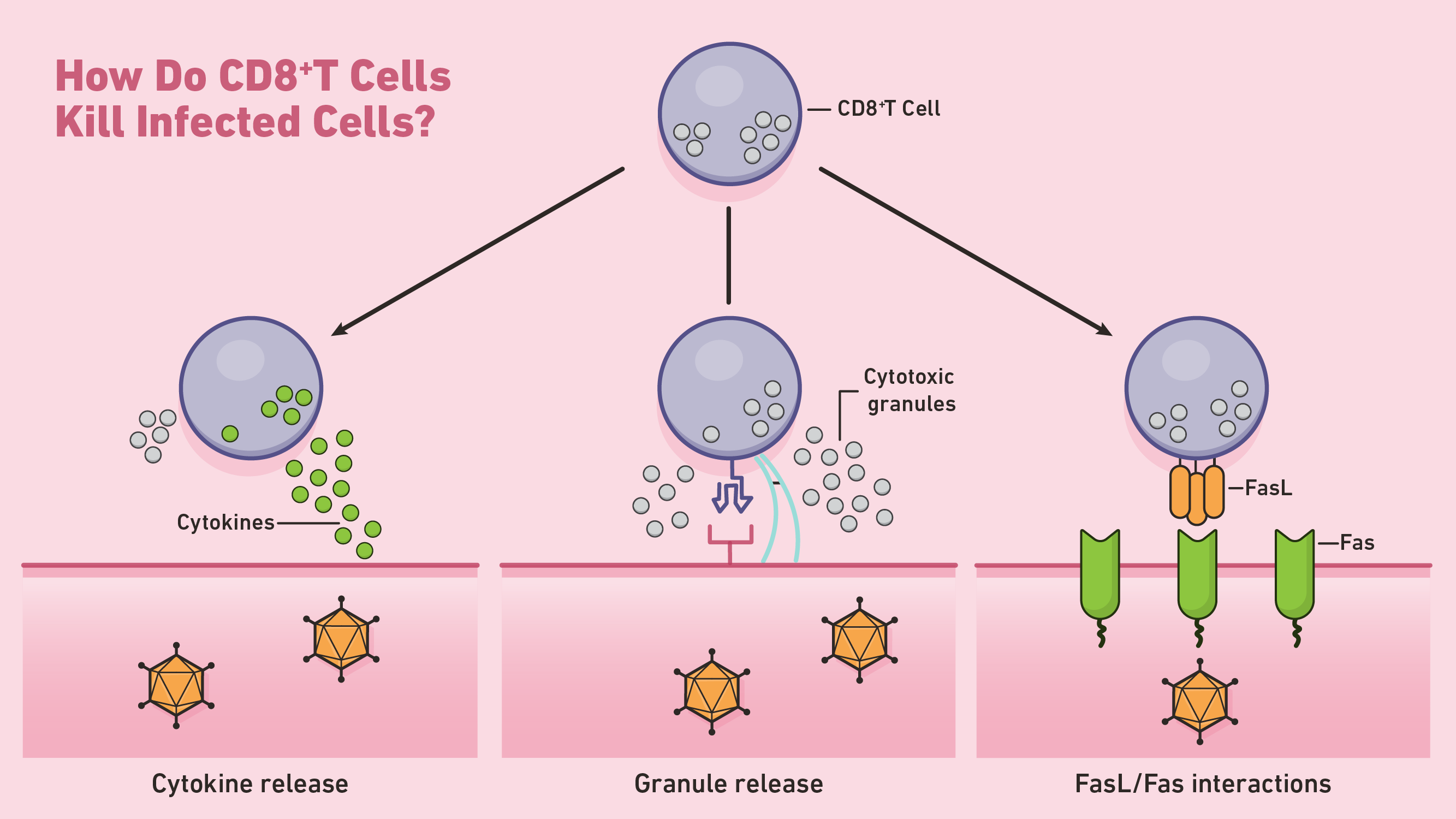 Cytotoxic T-cell surface key molecule CD8
