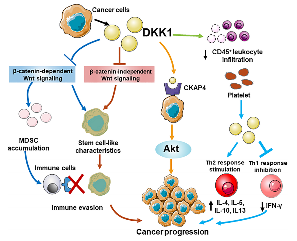 DKK1 is the core accomplicker of tumor immune escape DKK1 is the core accomplicker of tumor immune escape