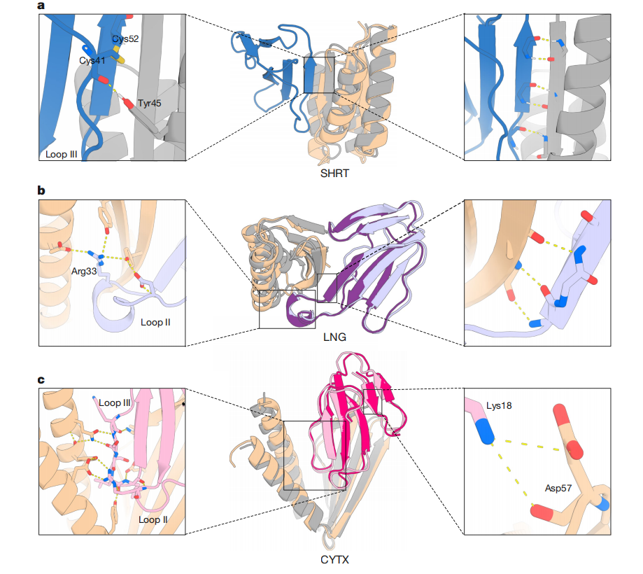 De novo designed proteins neutralize lethal snake venom toxins De novo designed proteins neutralize lethal snake venom toxins