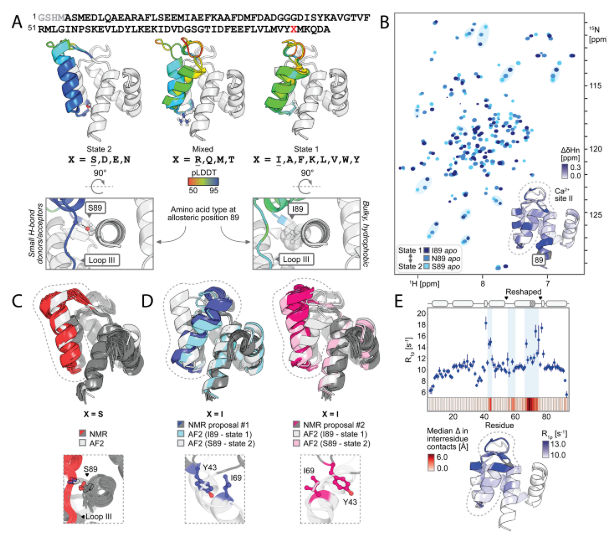 Deep learning guided design of dynamic proteins Deep learning guided design of dynamic proteins