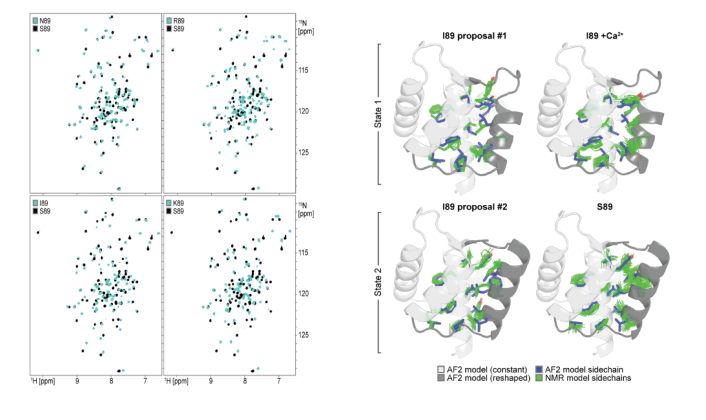 Deep learning guided design of dynamic proteins Deep learning guided design of dynamic proteins