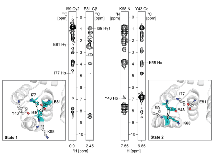 Deep learning guided design of dynamic proteins Deep learning guided design of dynamic proteins