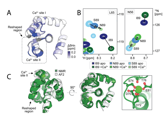 Deep learning guided design of dynamic proteins Deep learning guided design of dynamic proteins