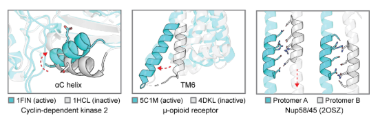 Deep learning guided design of dynamic proteins Deep learning guided design of dynamic proteins