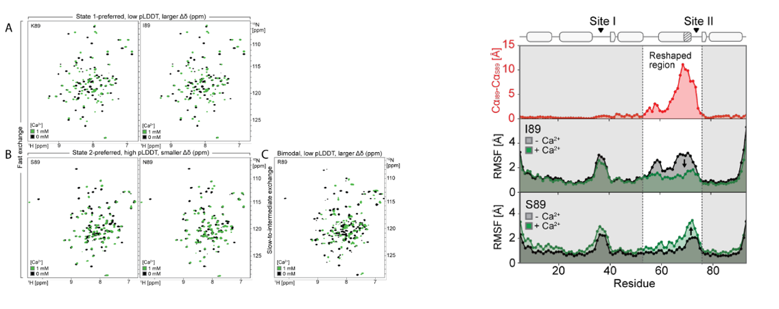 Deep learning guided design of dynamic proteins Deep learning guided design of dynamic proteins