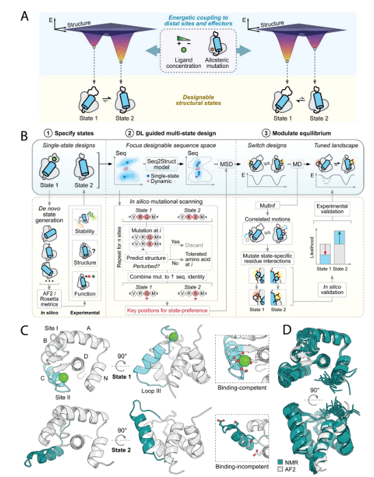 Deep learning guided design of dynamic proteins Deep learning guided design of dynamic proteins