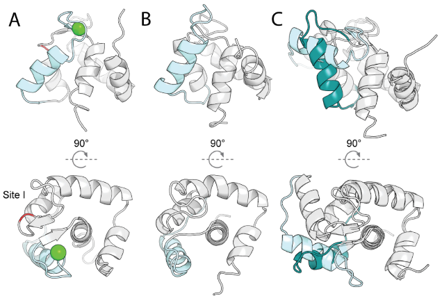 Deep learning guided design of dynamic proteins Deep learning guided design of dynamic proteins