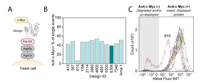Deep learning guided design of dynamic proteins Deep learning guided design of dynamic proteins