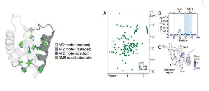 Deep learning guided design of dynamic proteins Deep learning guided design of dynamic proteins
