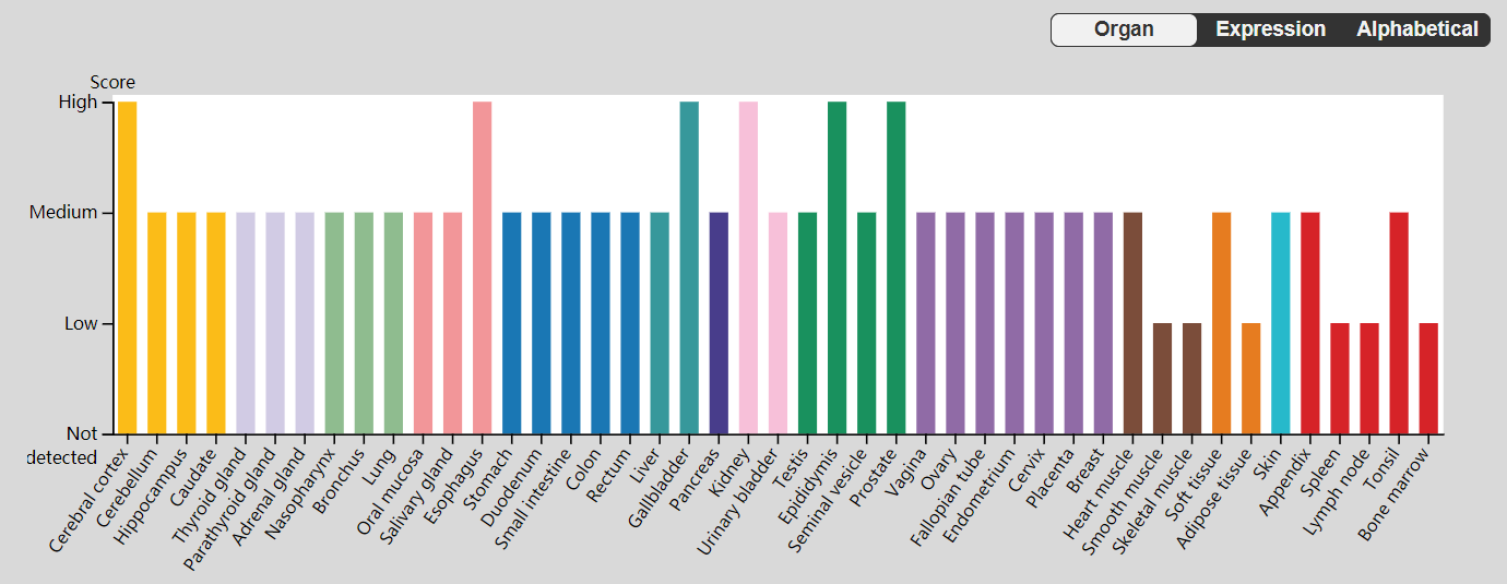 Dendritic spine morphological regulator BAIAP2 Dendritic spine morphological regulator BAIAP2