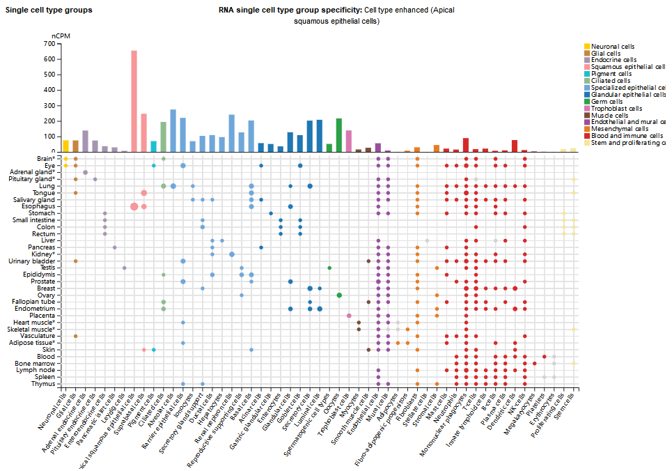 Dendritic spine morphological regulator BAIAP2