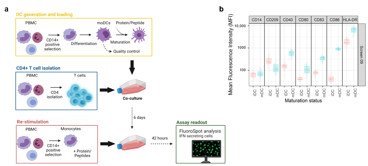 Developability considerations for bispecific and multispecific antibodies