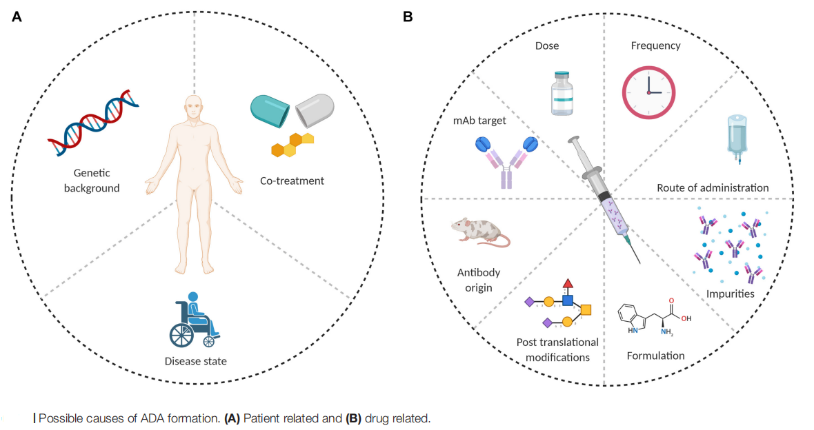 Developability considerations for bispecific and multispecific antibodies