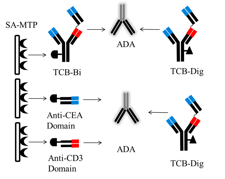 Development and characterization of a pharmacokinetics (PK) assay for T-cell involved bispecific antibody cibisatamab