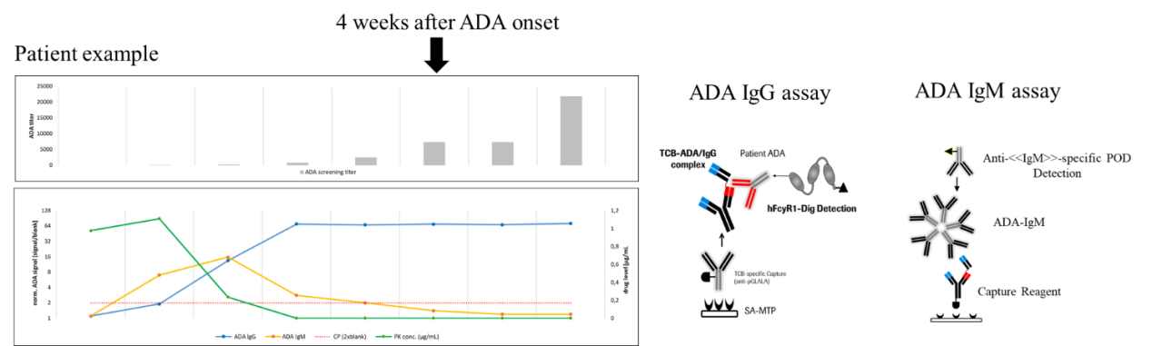 Development and characterization of a pharmacokinetics (PK) assay for T-cell involved bispecific antibody cibisatamab