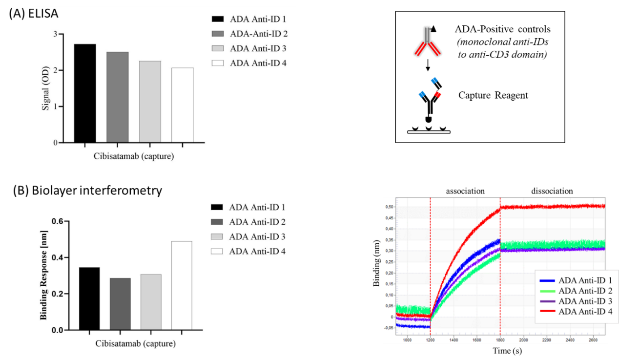 Development and characterization of a pharmacokinetics (PK) assay for T-cell involved bispecific antibody cibisatamab
