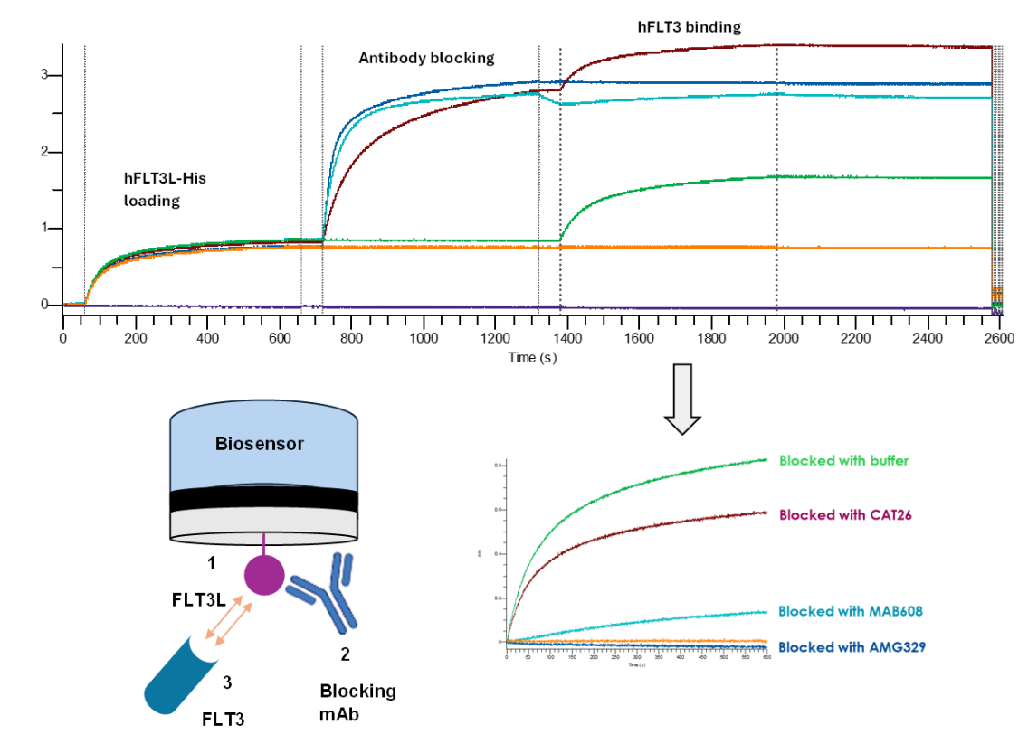 Development and preclinical characterization of AMG 329 a human antibody neutralizing FLT3 ligand