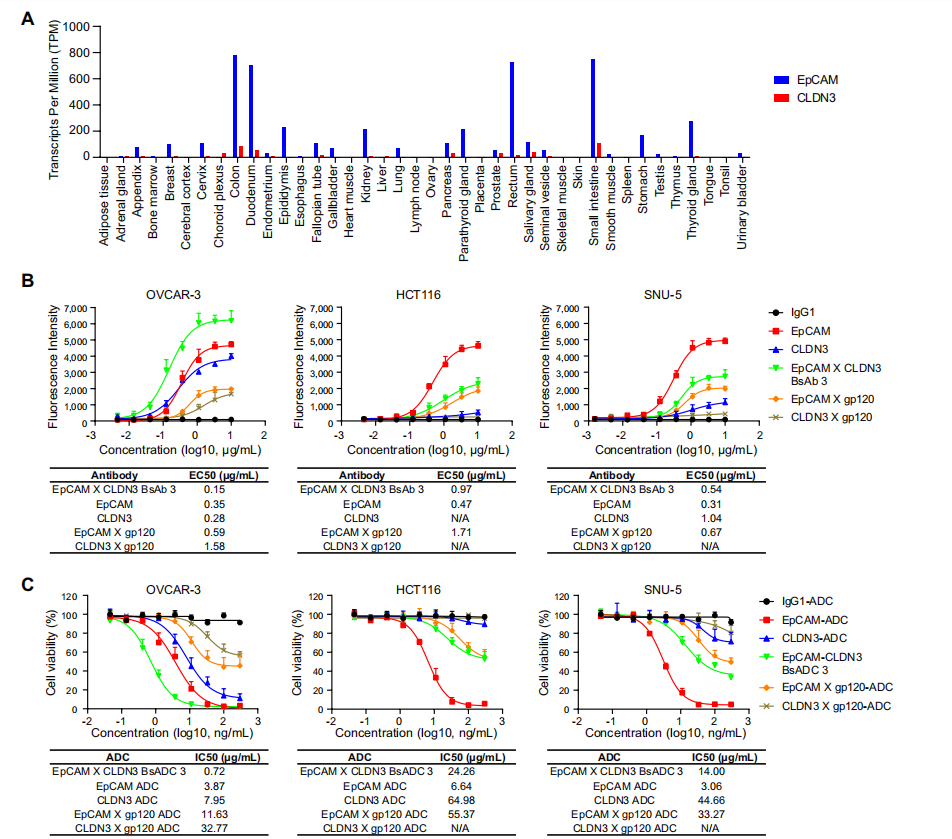 Development of bispecific antibody-drug conjugates targeting EpCAM and CLDN3 Development of bispecific antibody-drug conjugates targeting EpCAM and CLDN3