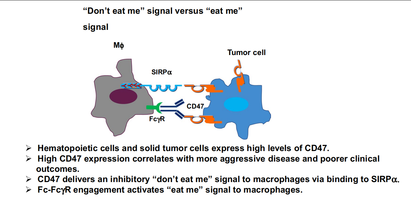 Don't eat my signaling protein CD47 Don't eat my signaling protein CD47
