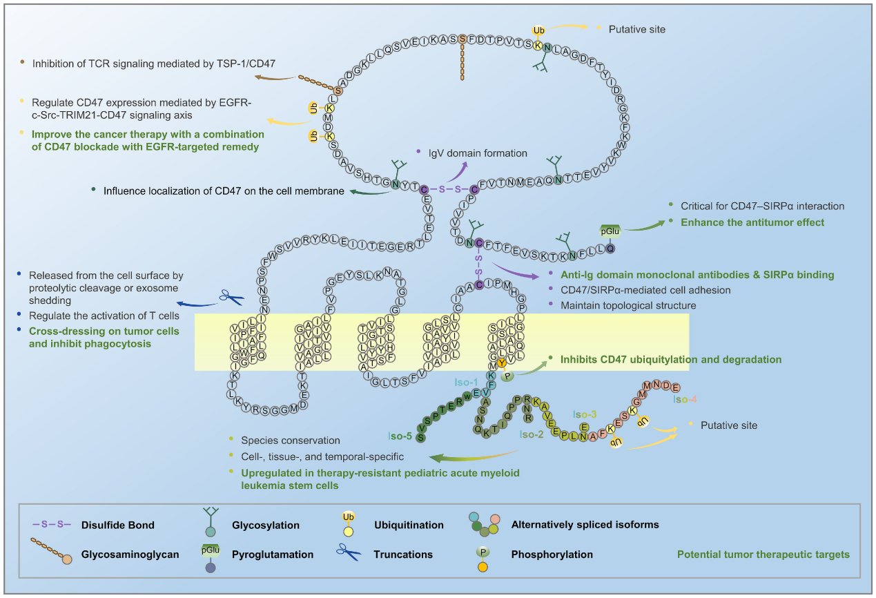 Don't eat my signaling protein CD47 Don't eat my signaling protein CD47