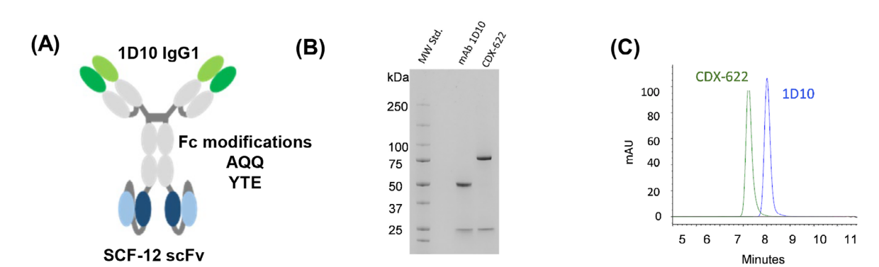 Dual inhibition of a novel bispecific antibody CDX-622
