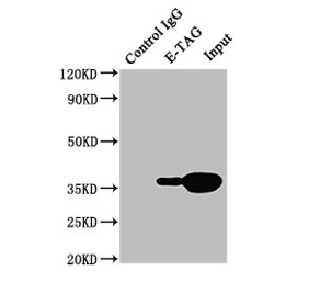 E-Tag Monoclonal Antibody