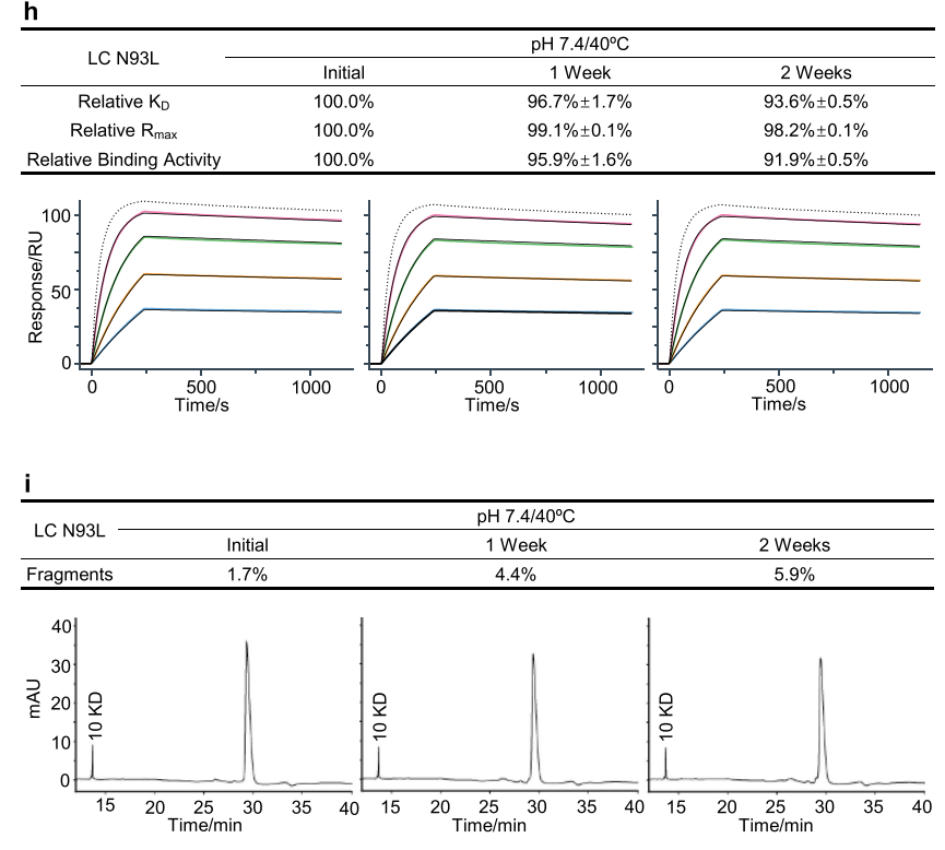 Early determination of potential critical quality attributes of therapeutic antibodies in developability studies through surface plasmon resonance based relative binding activity assessment