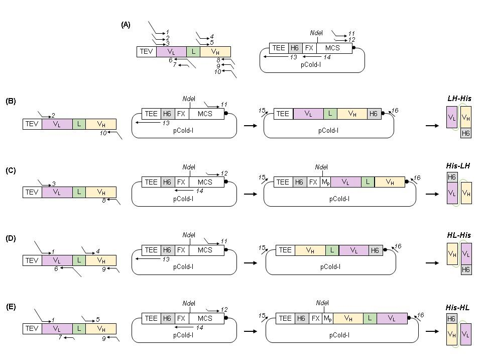 Efficient generation of recombinant anti-HER2 scFv with high yield and purity