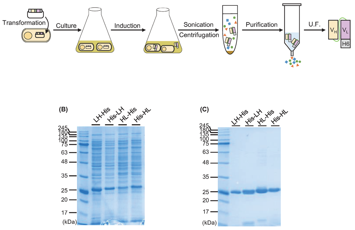 Efficient generation of recombinant anti-HER2 scFv with high yield and purity