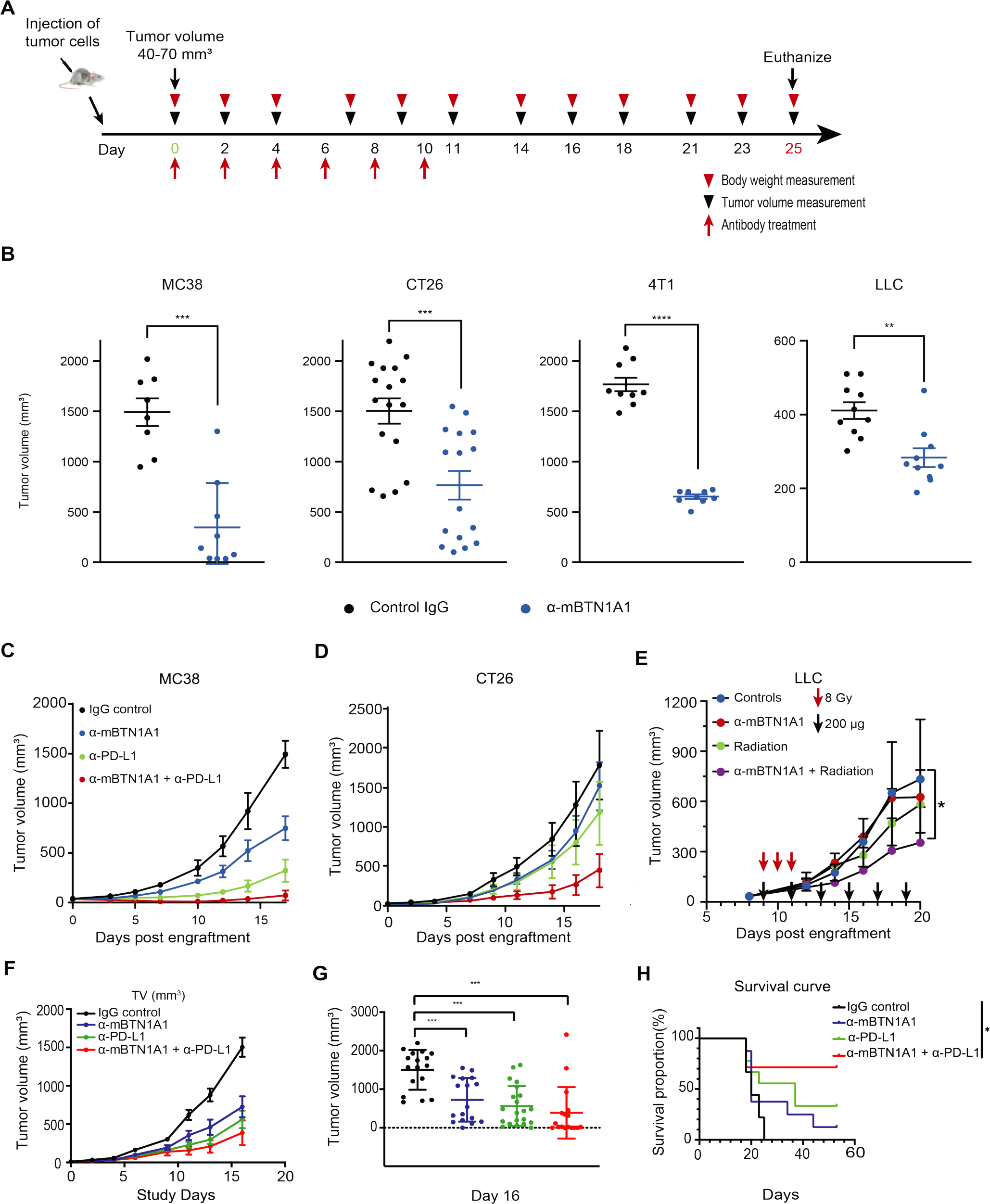 Emerging immune regulatory target BTN1A1