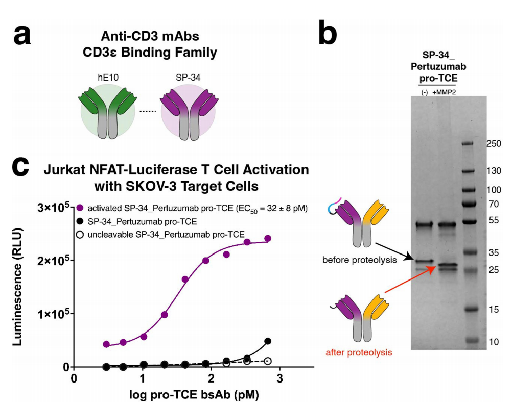 Engineering a tumor selective prodrug T-cell engager bispecific antibody for safer immunotherapy