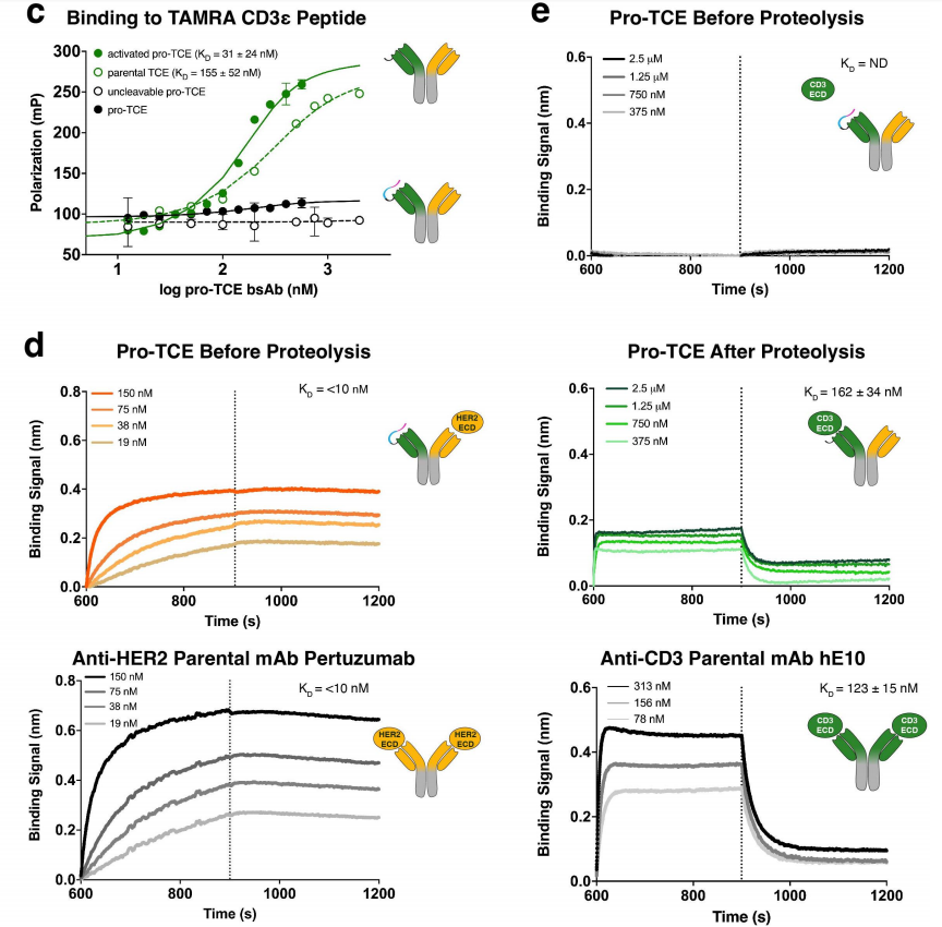 Engineering a tumor selective prodrug T-cell engager bispecific antibody for safer immunotherapy