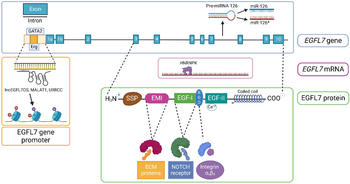 Epidermal growth factor-like protein EGFL7