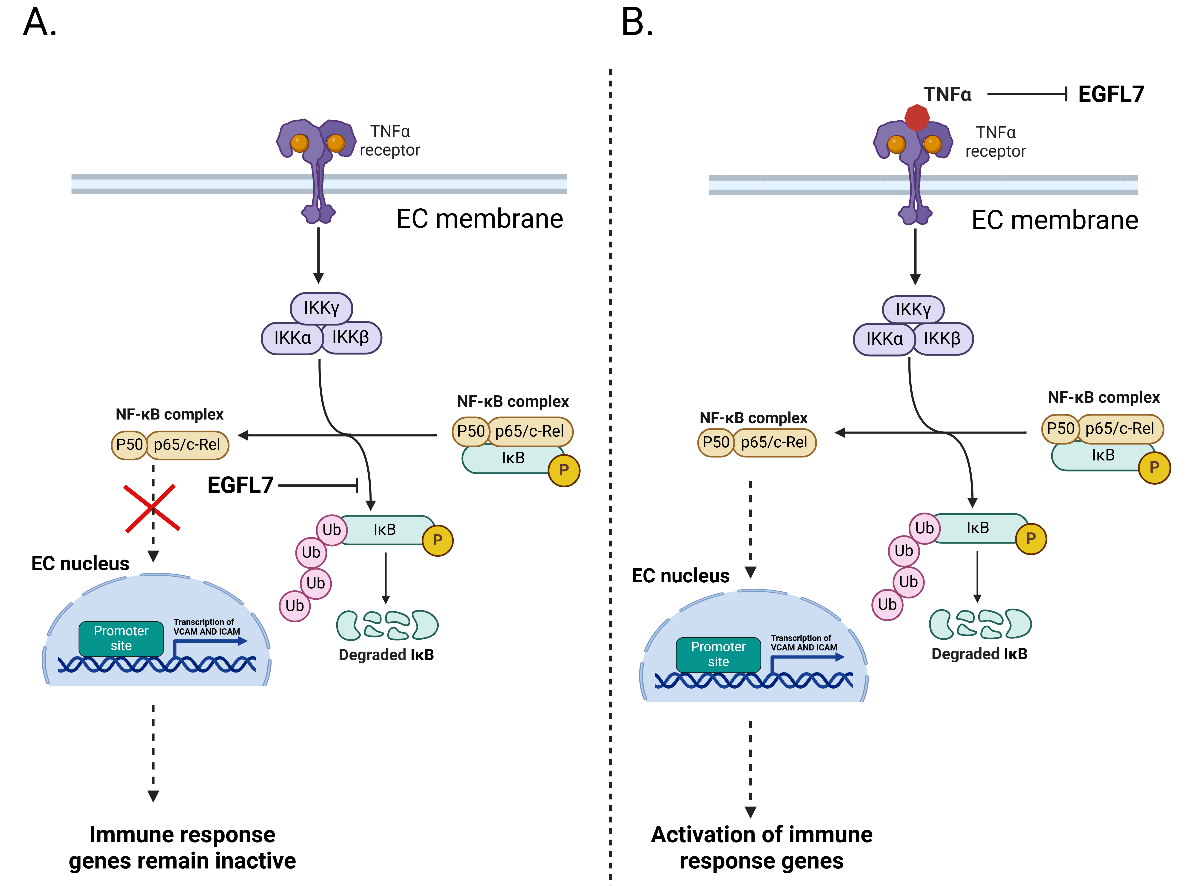 Epidermal growth factor-like protein EGFL7