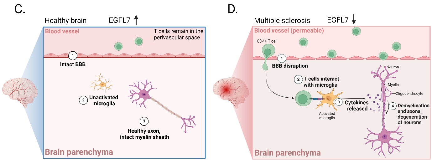 Epidermal growth factor-like protein EGFL7