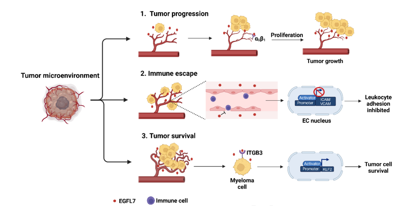 Epidermal growth factor-like protein EGFL7