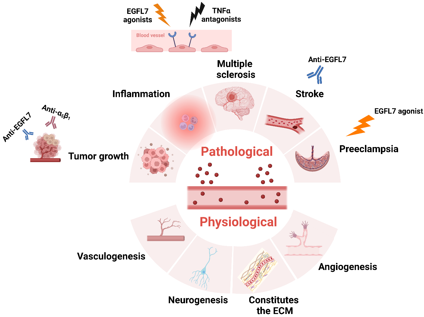 Epidermal growth factor-like protein EGFL7