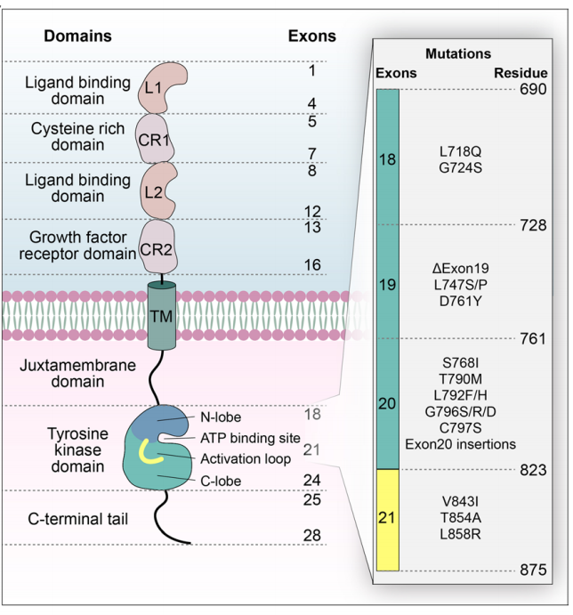 Epidermal growth factor receptor EGFR