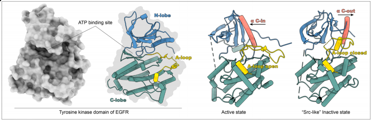 Epidermal growth factor receptor EGFR