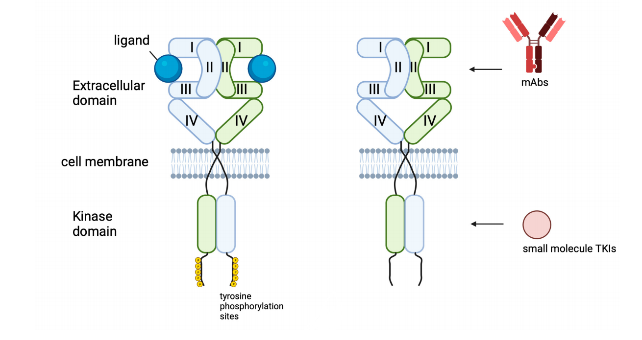Epidermal growth factor receptor EGFR