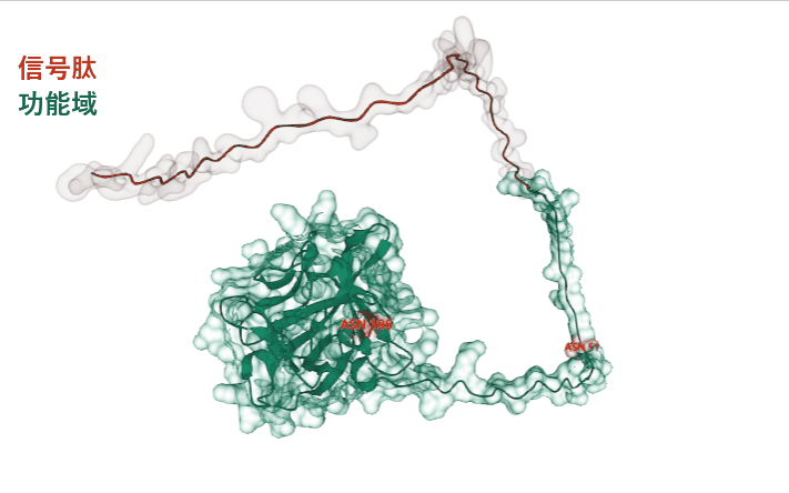 FGF10:肺&心脏损伤修复剂 FGF10:肺&心脏损伤修复剂