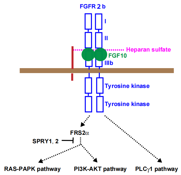 FGF10:肺&心脏损伤修复剂 FGF10:肺&心脏损伤修复剂