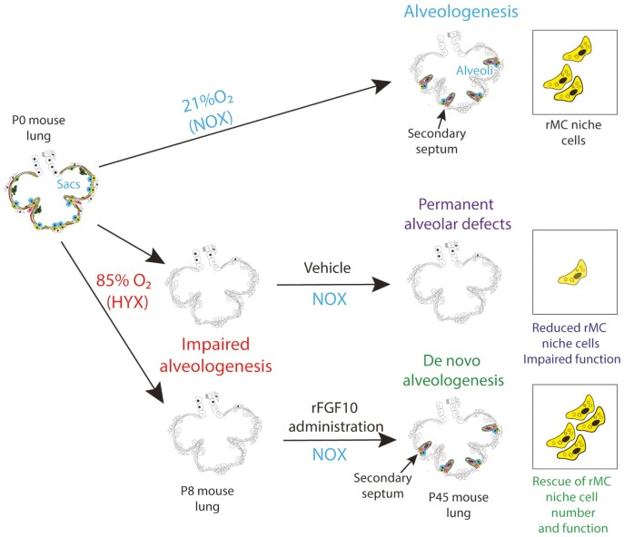 FGF10:肺&心脏损伤修复剂 FGF10:肺&心脏损伤修复剂