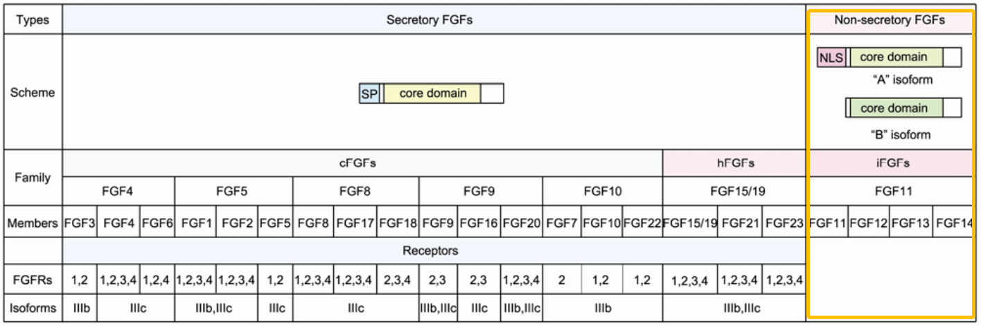 FGF11: potential obesity target FGF11: potential obesity target