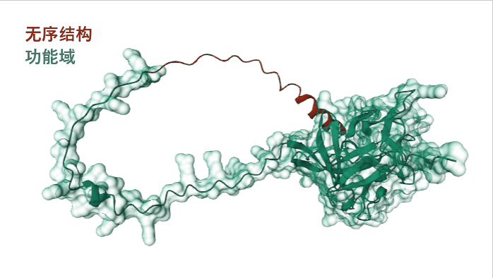 FGF11: potential obesity target FGF11: potential obesity target
