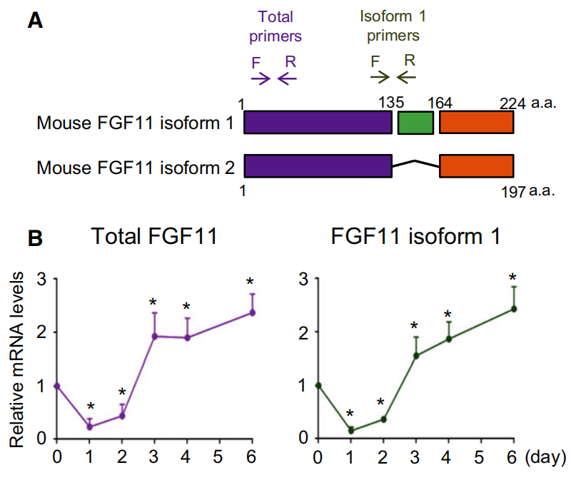 FGF11: potential obesity target FGF11: potential obesity target