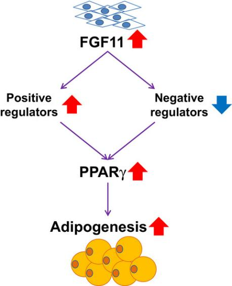 FGF11: potential obesity target FGF11: potential obesity target